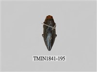 藏品(菲律賓產昆蟲)的圖片